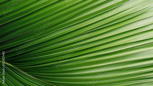 texture palm leaves background