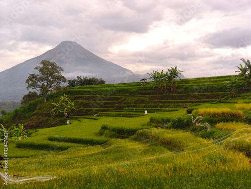 Wallpaper Mural A breathtaking landscape showcasing terraced rice fields cascading down a hillside, framed by lush greenery and a majestic volcano in the distance. Torontodigital.ca