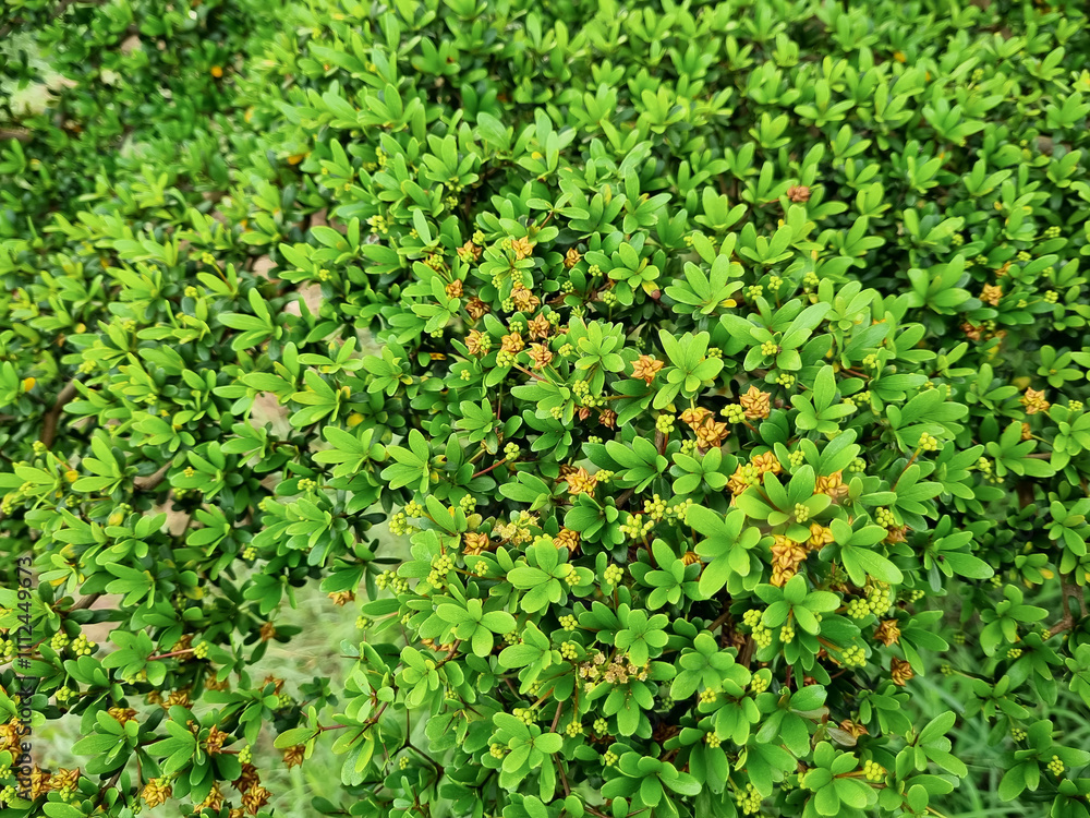 Commiphora wightii, the Indian bdellium tree or Mukul myrrh tree, is a flowering plant in the Burseraceae family. produces a fragrant resin called gugal which is used in incense. grows thickly Commiphora wightii, the Indian bdellium tree or Mukul myrrh tree, is a flowering plant in the Burseraceae family. produces a fragrant resin called gugal which is used in incense. grows thickly
