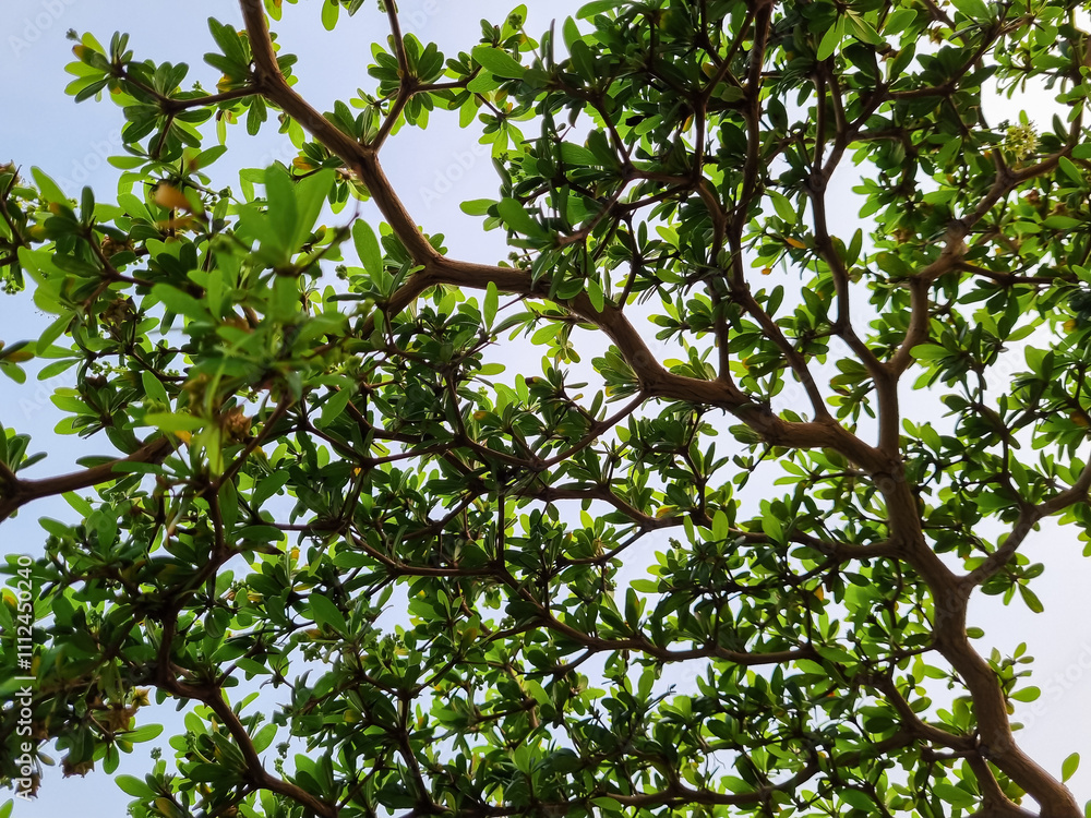 Commiphora wightii, the Indian bdellium tree or Mukul myrrh tree, is a flowering plant in the Burseraceae family. grows thickly around rice fields in Indonesia with background sky blue Commiphora wightii, the Indian bdellium tree or Mukul myrrh tree, is a flowering plant in the Burseraceae family. grows thickly around rice fields in Indonesia with background sky blue