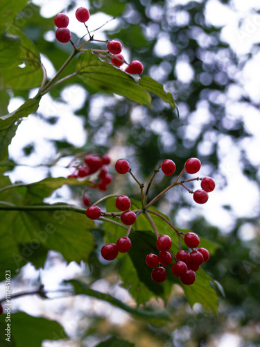 Red berries on a tree. Viburnum opulus, the guelder rose