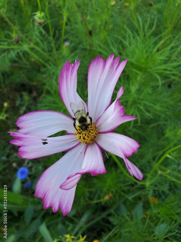 bee on pink flower bee on pink flower