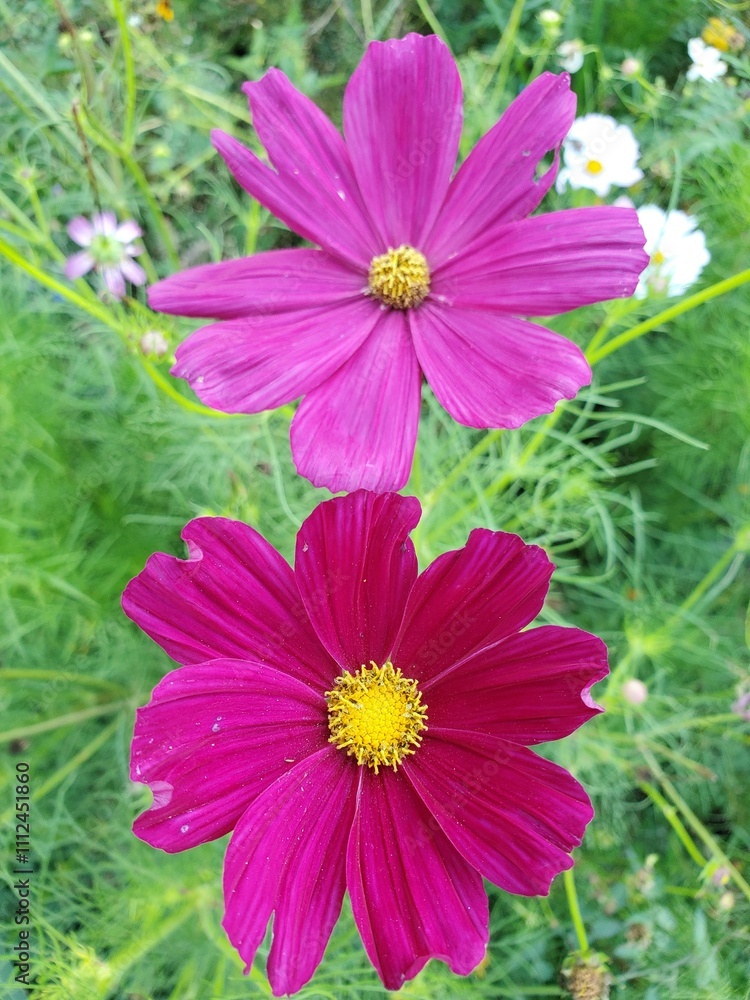 Obraz premium pink cosmos flower