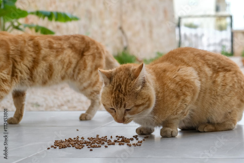Photography Colony of cats feeding