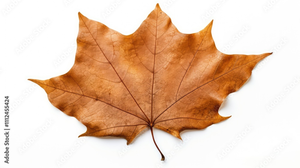 Naklejka premium crinkled fall leaf isolated on white