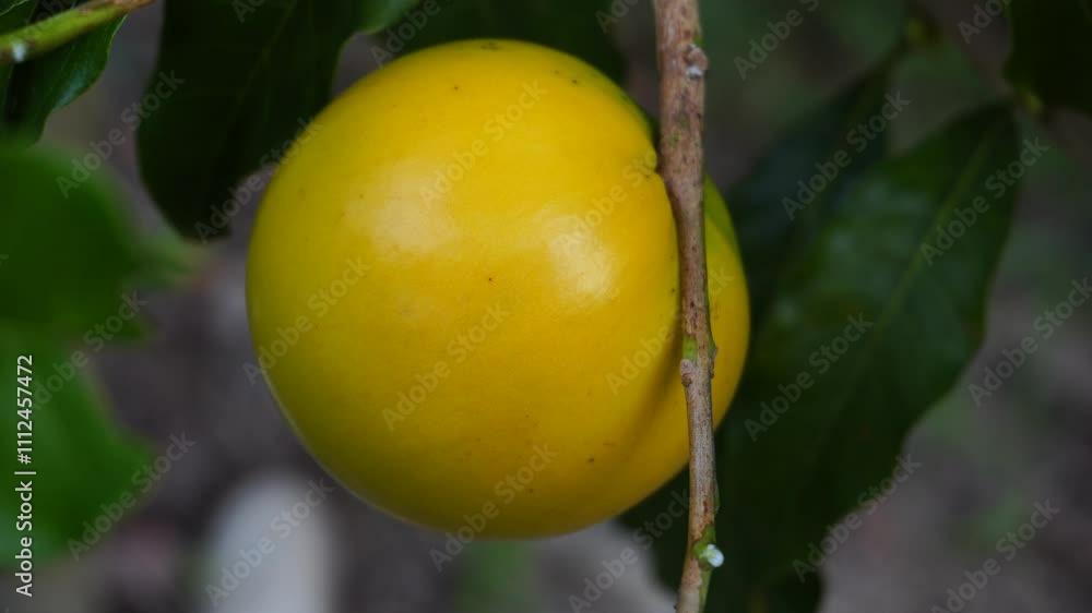 Harvesting the Abiu fruit, a round yellow fruit with a sweet and fragrant taste. Harvesting the Abiu fruit, a round yellow fruit with a sweet and fragrant taste.