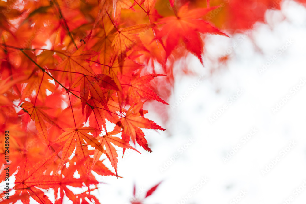 Maple leaves, autumn colors in Japan Maple leaves, autumn colors in Japan