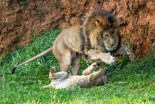 Adult lion plays with a cub on the grass. The king of the jungle. Lions in freedom. Wild animals. Large predators.
