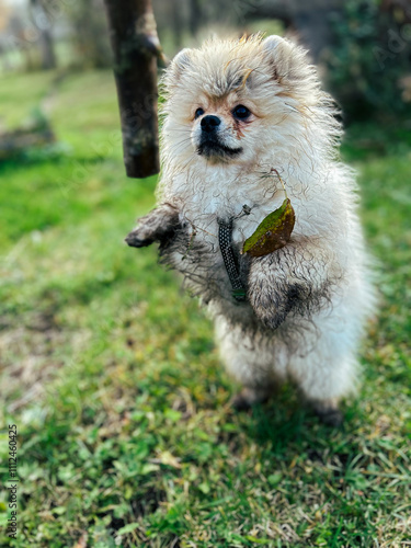 From Fluff to Mud: An adorable Pomeranian puppy's playful transformation captured after an enthusiastic outdoor adventure. 