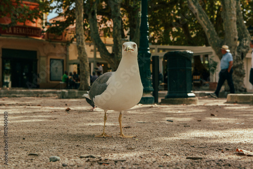 A graceful seagull perched on a park bench, captured in soft natural daylight. The bird's pristine white feathers contrast beautifully with the green park surroundings.
