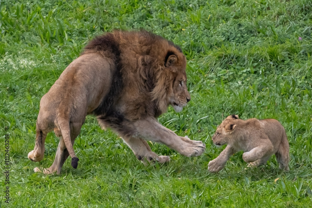 Adult lion plays with a cub on the grass. The king of the jungle. Lions in freedom. Wild animals. Large predators. Adult lion plays with a cub on the grass. The king of the jungle. Lions in freedom. Wild animals. Large predators.