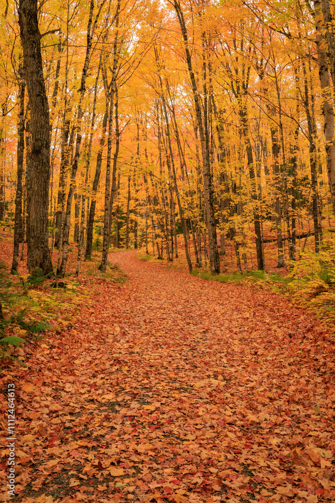 Obraz premium The Golden Path (2024)