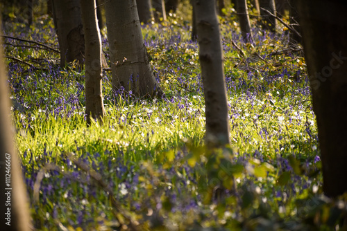 Clairière tapissée de jacinthes dans un bois de hêtres dans la forêt domaniale de Tournehem (Pas-de-Calais, France)