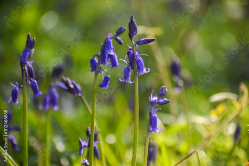 Jacinthes (Hyacinthoides non-scripta) sauvages dans la forêt photo