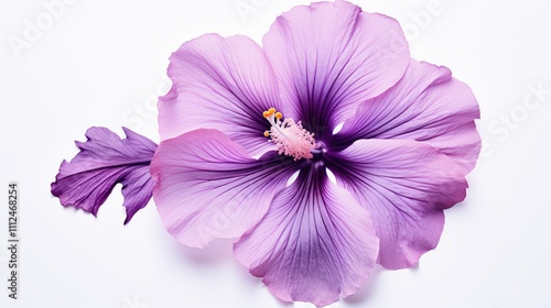 ctrast hibiscus on white photo