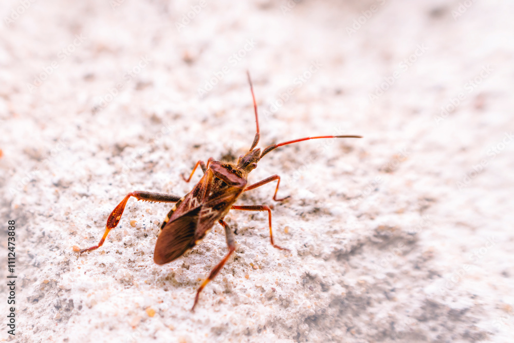 Fototapeta premium Invasive Western conifer seed bug on white
