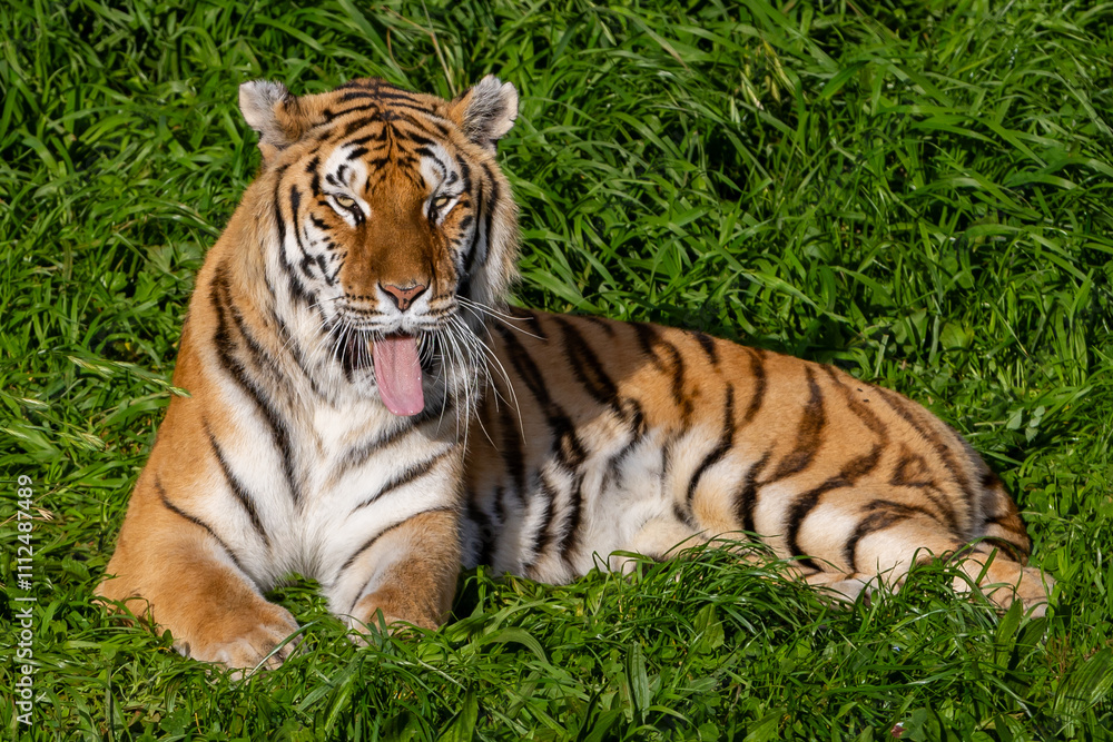 Adult tiger resting on the grass. Close-up of a tiger. Large predators. Wild animals in the wild. Adult tiger resting on the grass. Close-up of a tiger. Large predators. Wild animals in the wild.