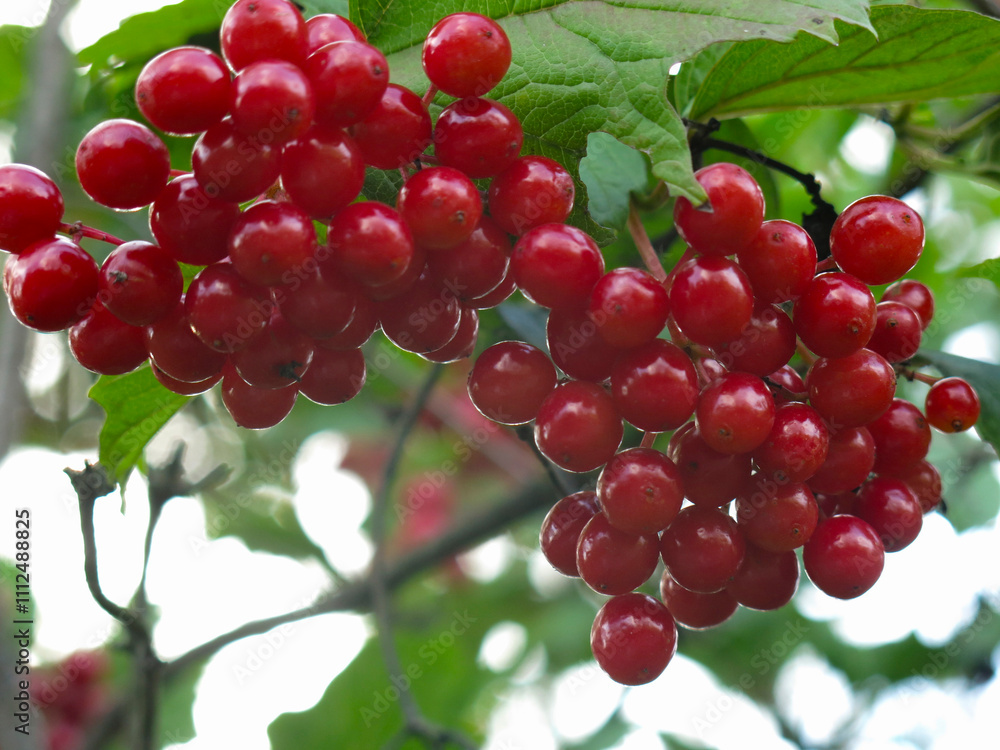 juicy red viburnum berries hang in clusters on a tree juicy red viburnum berries hang in clusters on a tree