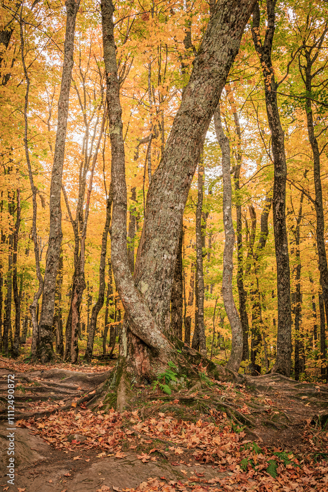 Fototapeta premium Golden Giant (2024)