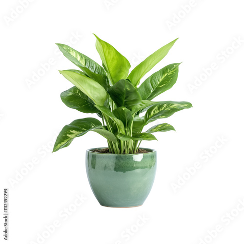 a house plant tree on the  ceramic pot complement isolated on white background