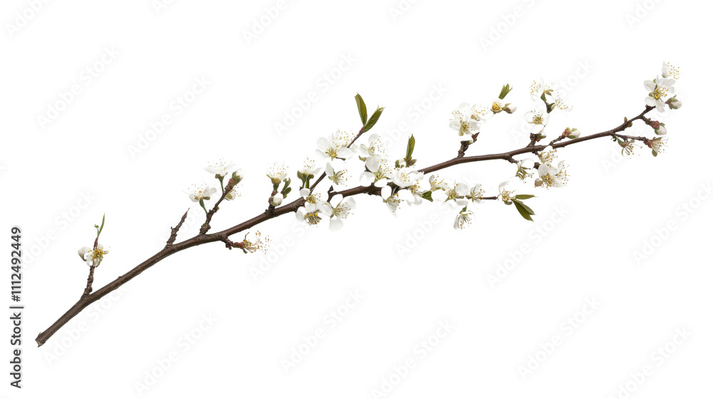 Rosa branch in bloom transparent background Rosa branch in bloom transparent background