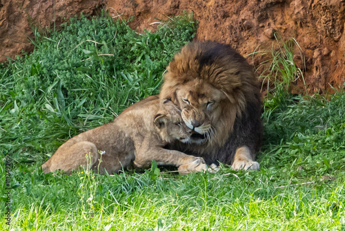 Wallpaper Mural Adult lion plays with a cub on the grass. The king of the jungle. Lions in freedom. Wild animals. Large predators. Torontodigital.ca