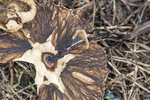 Spoiled rooten Fungi or mushroom known as Frayed Parasol Macrolepiota excoriata on the ground photo