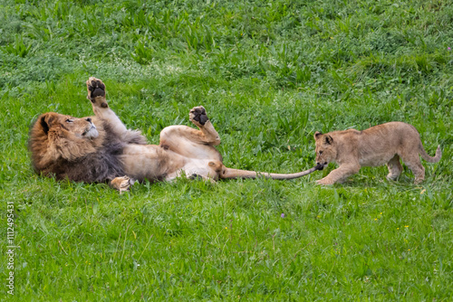 Wallpaper Mural Adult lion plays with a cub on the grass. The king of the jungle. Lions in freedom. Wild animals. Large predators. Torontodigital.ca