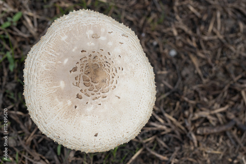 Fungi or mushroom known as Frayed Parasol Macrolepiota excoriata photo