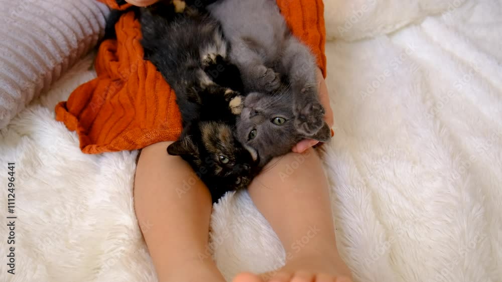 Child playing with kittens. Selective focus. Child playing with kittens. Selective focus.