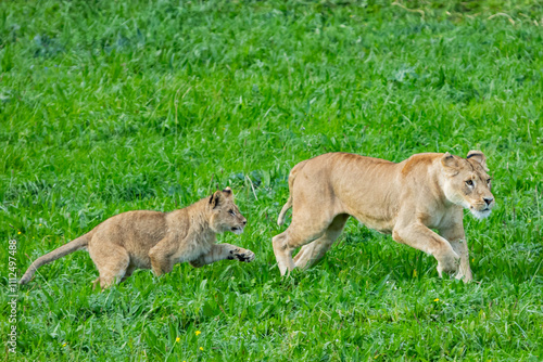 Wallpaper Mural Adult lion plays with a cub on the grass. The king of the jungle. Lions in freedom. Wild animals. Large predators. Torontodigital.ca