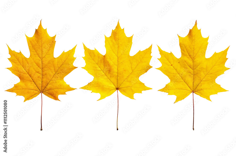 PNG, transparent background, isolated three yellow autumn leaves PNG, transparent background, isolated three yellow autumn leaves