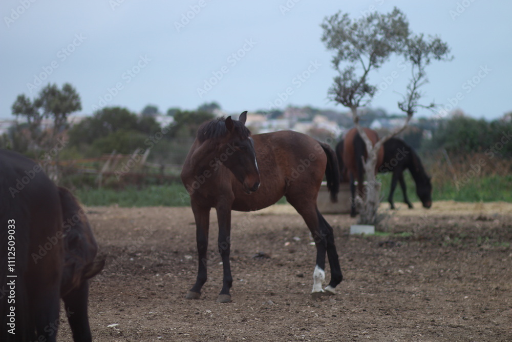 Obraz premium Beautiful Horse 