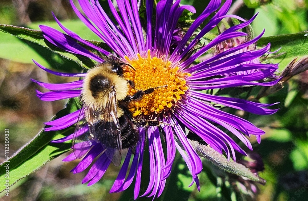 Obraz premium bee on a flower