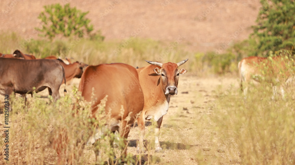 cattle in Sai Kung, one of stray animal after hong kong give up the agriculture culture in High Island Reservoir cattle in Sai Kung, one of stray animal after hong kong give up the agriculture culture in High Island Reservoir