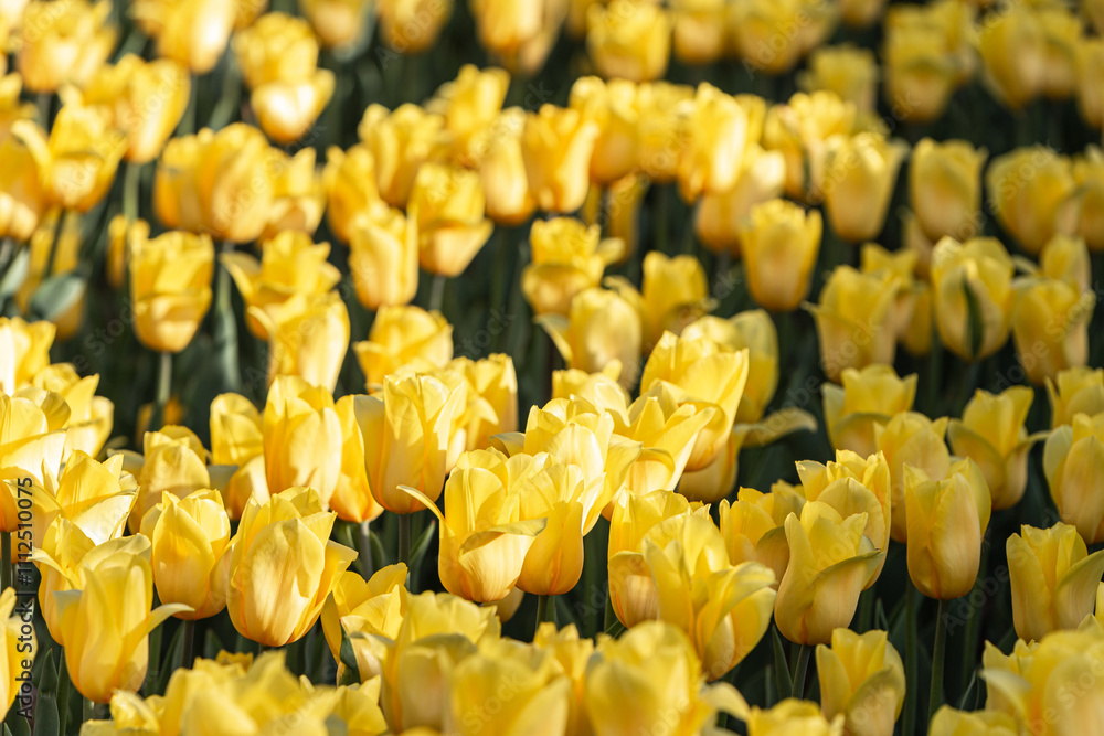 a yellow tulip in full bloom in the garden a yellow tulip in full bloom in the garden