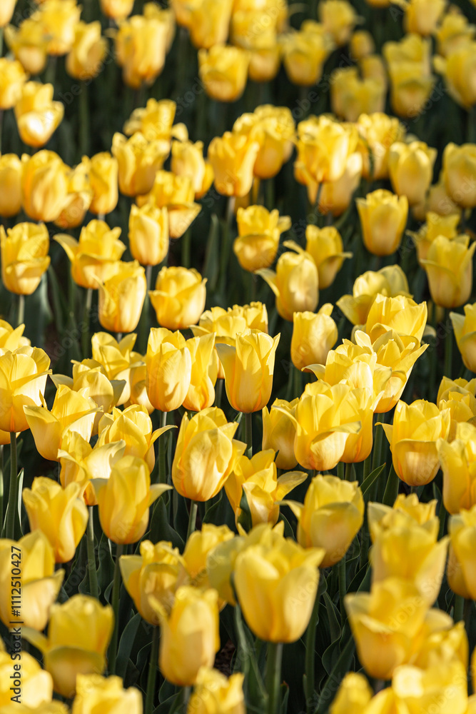 a yellow tulip in full bloom in the garden a yellow tulip in full bloom in the garden