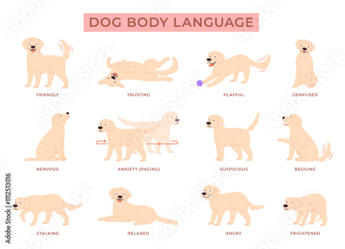 Dog language. Puppy behavior info poster. Cute labrador golden retriever in different poses and reactions. Pet emotions, anxiety happy angry, racy vector set