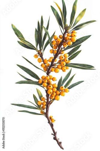 A close-up shot of a tree branch covered in yellow berries, suitable for use in food or nature-related contexts