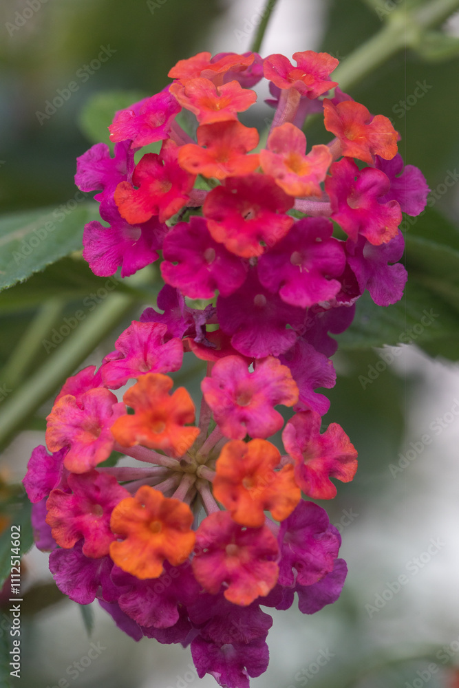 Beautiful flower of West Indian Lantana. This flowers come in many different colours, including red, yellow, white, pink and orange