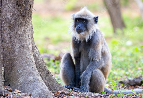 long tailed macaque photo