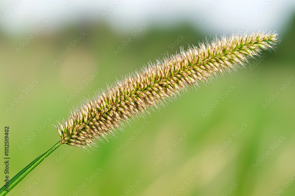 Close-up of fluffy grass seed head in a green field setting Close-up of fluffy grass seed head in a green field setting