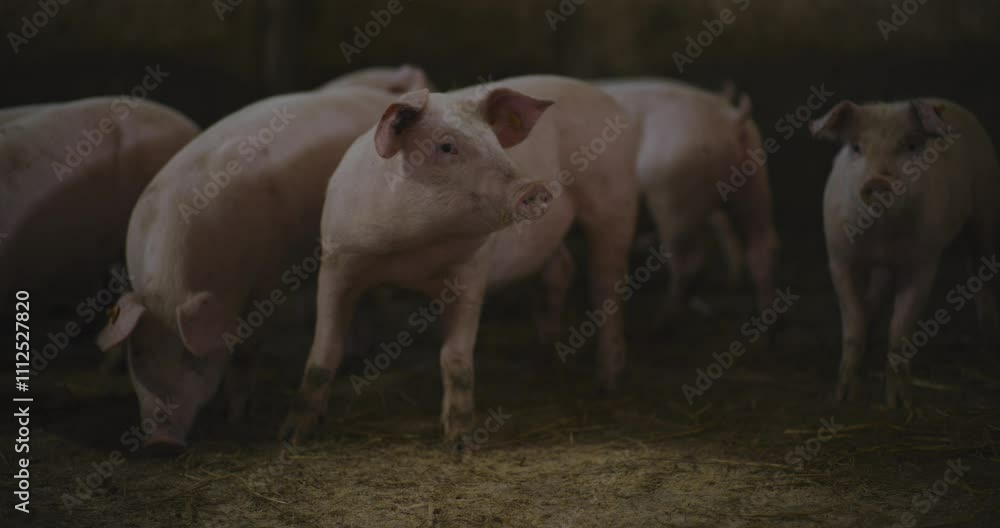 Herd of Pigs on Farm for Meat Production Herd of Pigs on Farm for Meat Production