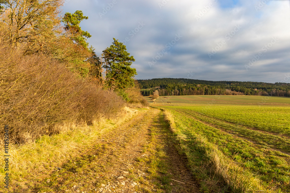 A country road between a forest and a field on an autumn evening.