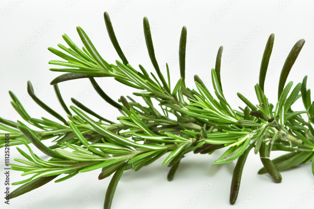 Fototapeta premium Rosemary sprig on white background. A white background with a spice and rosemary. Rosemary spice white background green plant lying. A white and green plant lying on a lifestyle green background with.