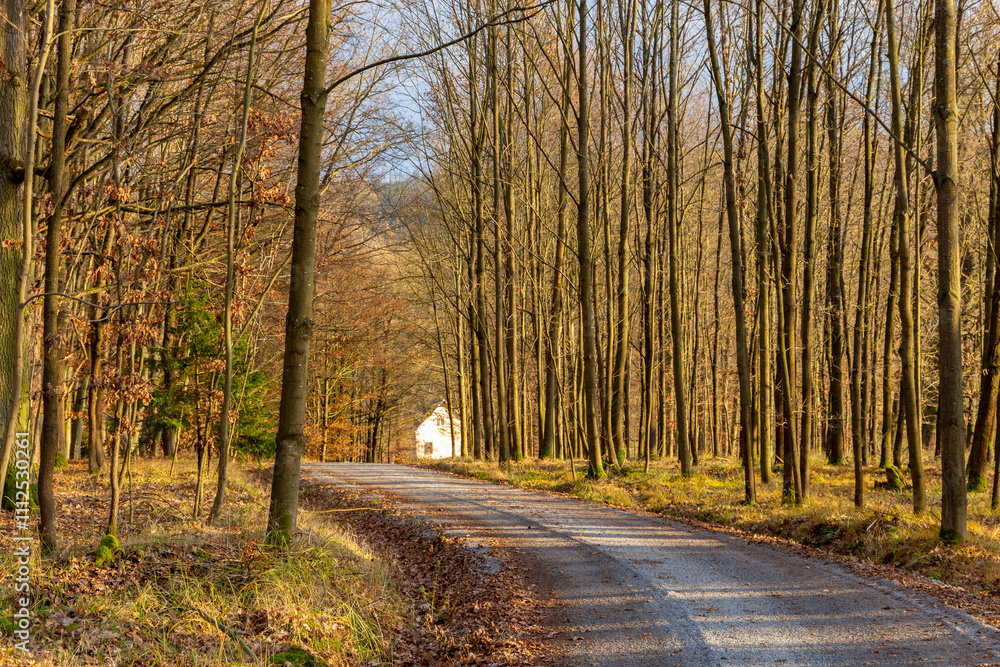A forest road on a bright autumn evening.