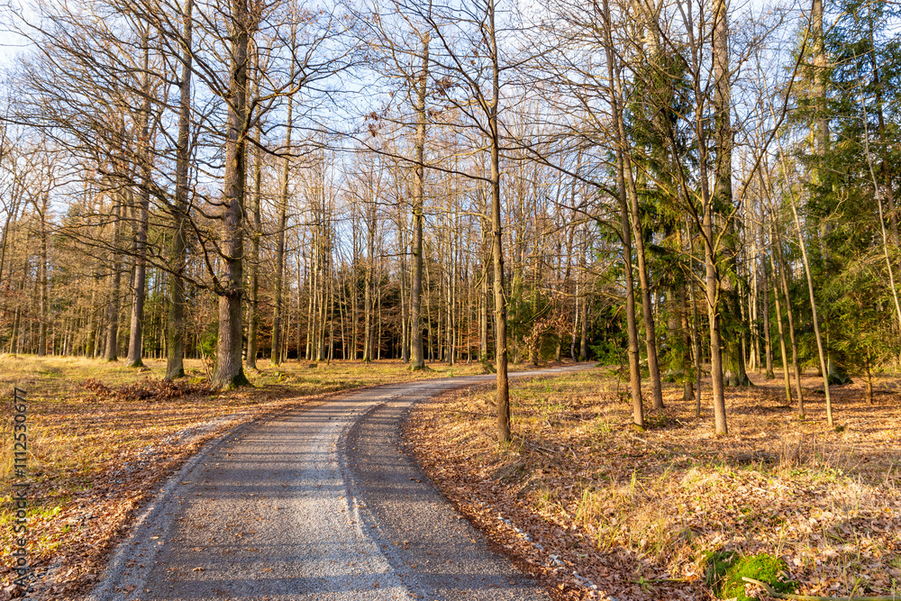 A forest road on a bright autumn evening.