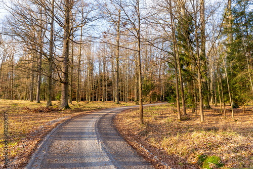 Obraz na płótnie A forest road on a bright autumn evening. w salonie