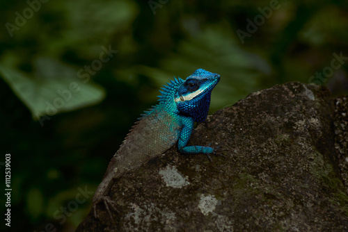 Lizard