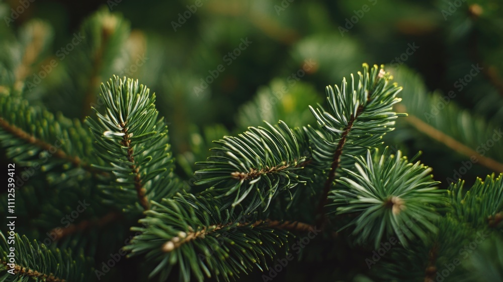 A detailed view of a pine tree branch with needles and cones A detailed view of a pine tree branch with needles and cones